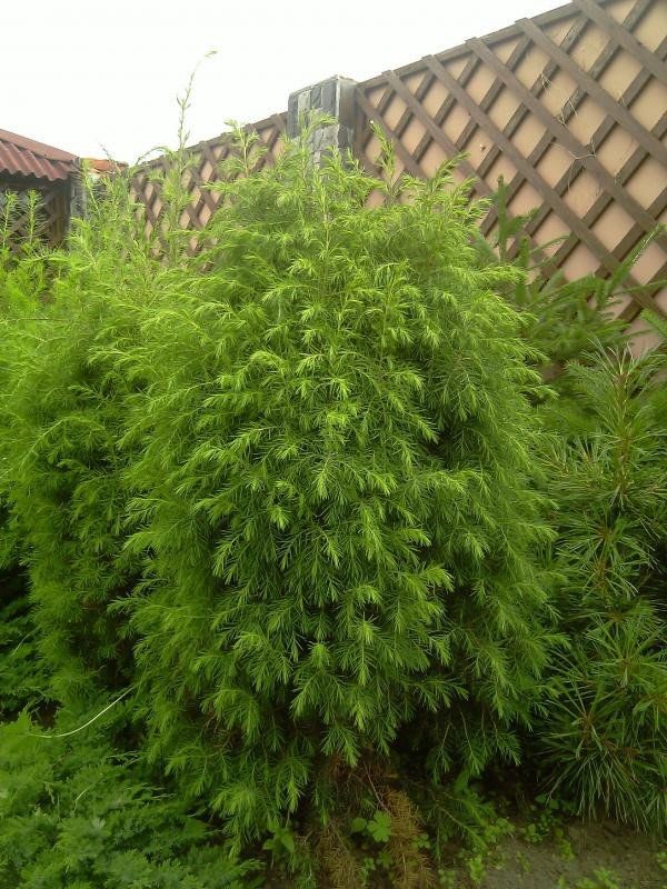 Можжевельник жесткий (Juniperus rigida)
