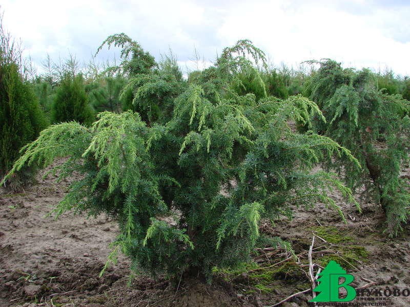 Можжевельник обыкновенный Мейер (Juniperus communis Meyer)