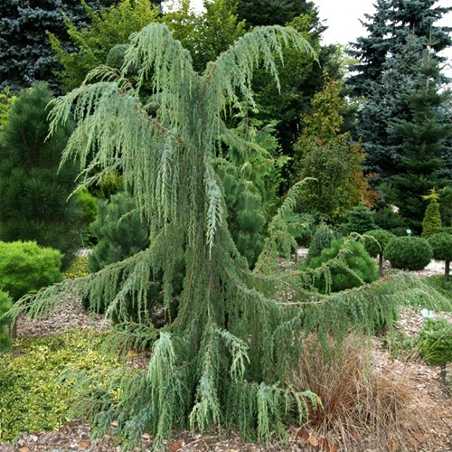 Можжевельник обыкновенный Хорстманн (Juniperus communis Horstmann)