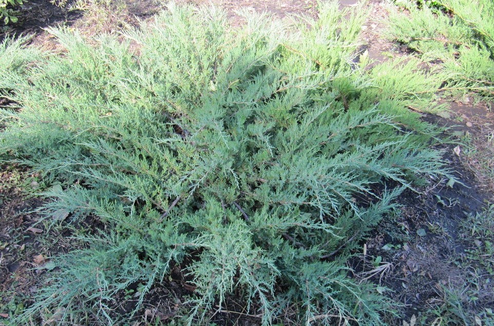 Можжевельник казацкий Глаука (Juniperus sabina Glauca)