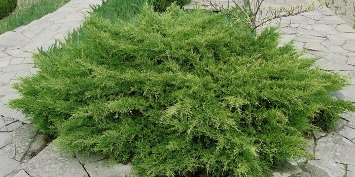 Можжевельник средний Пфитцериана (Juniperus x media Pfitzeriana)