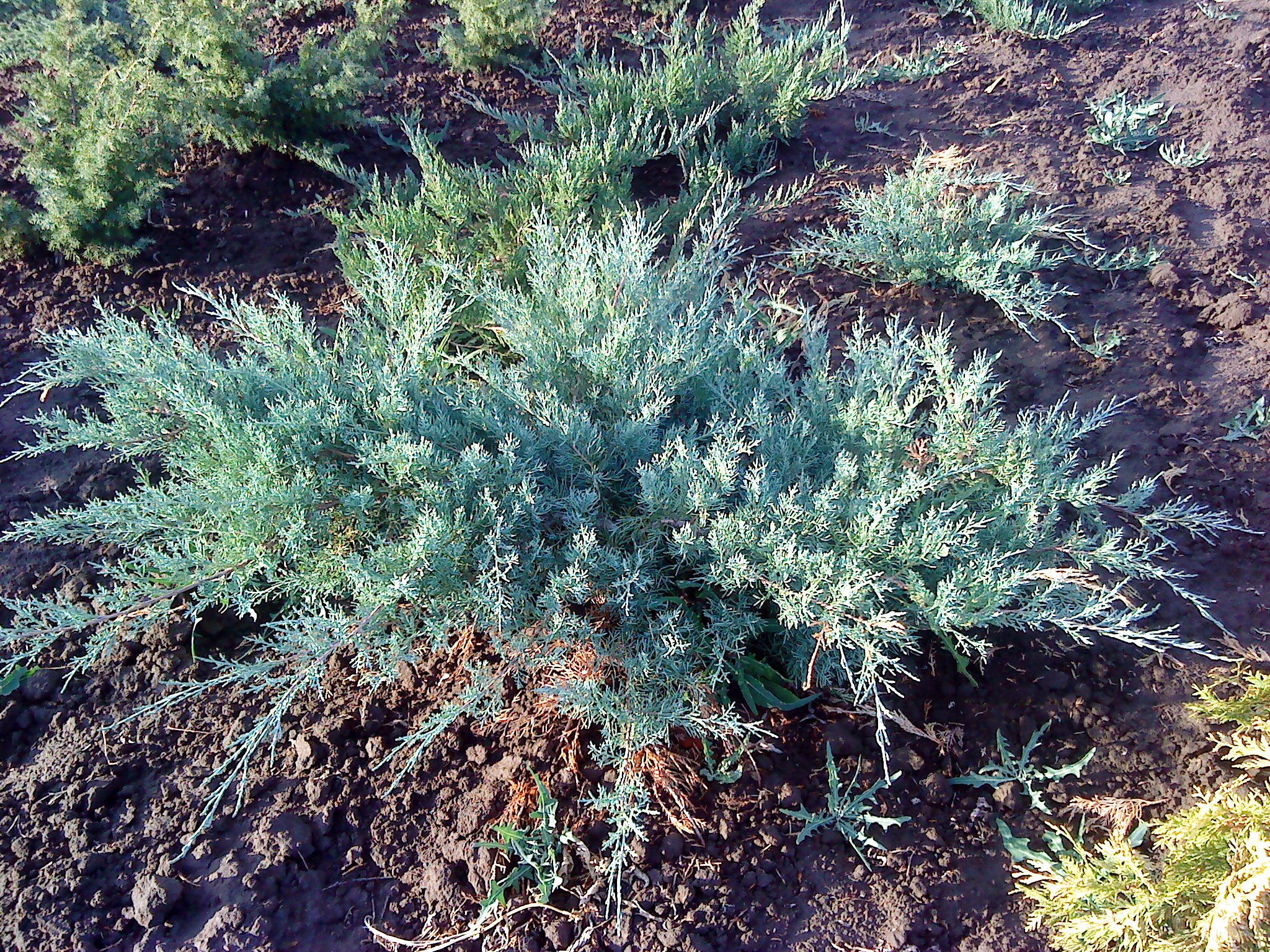 Можжевельник средний Пфитцериана Глаука (Juniperus x media Pfitzer. Glauca)