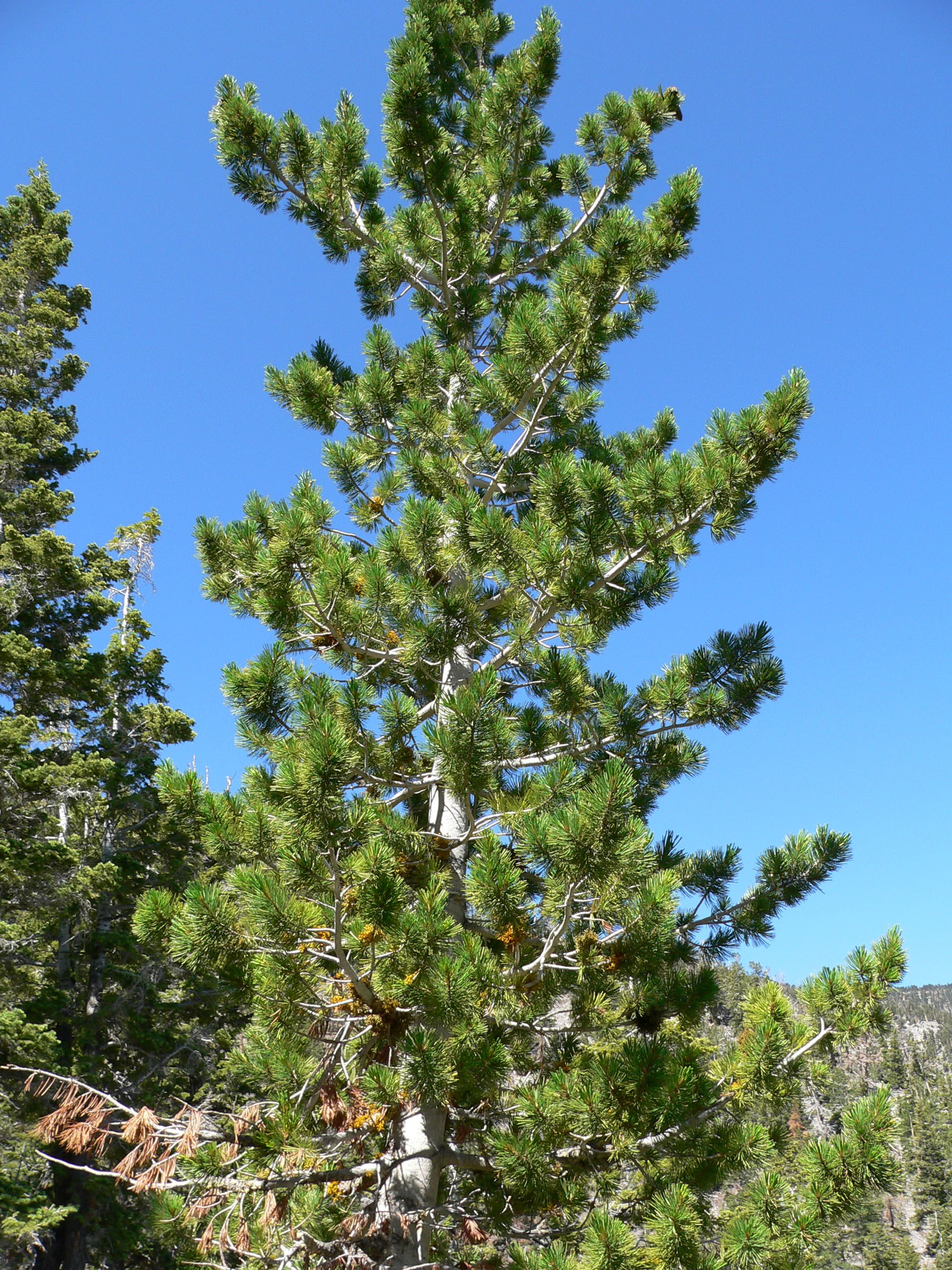 Сосна гибкая (Pinus flexilis)