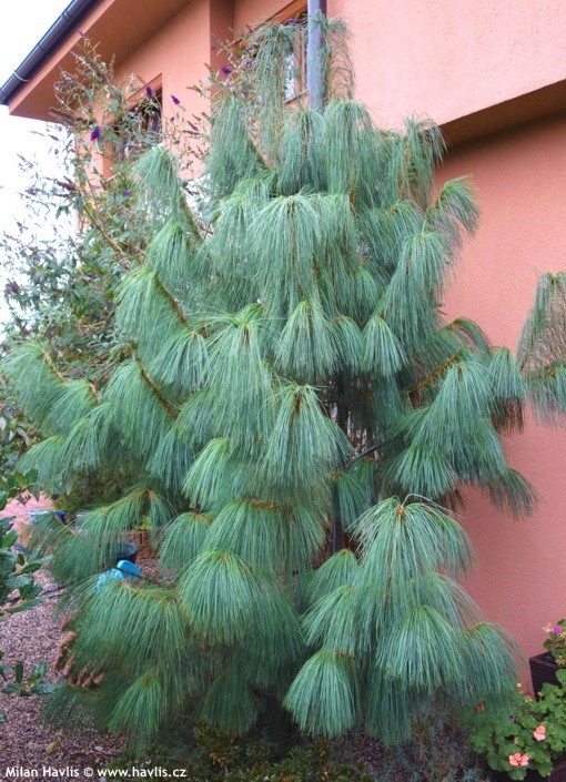 Сосна гималайская (Pinus griffiti (wallichiana))