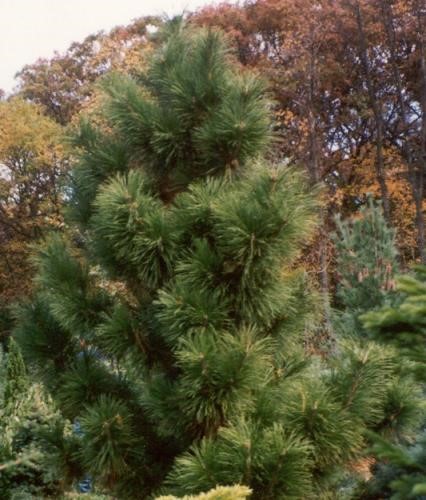 Сосна китайская (Pinus tabuliformis)