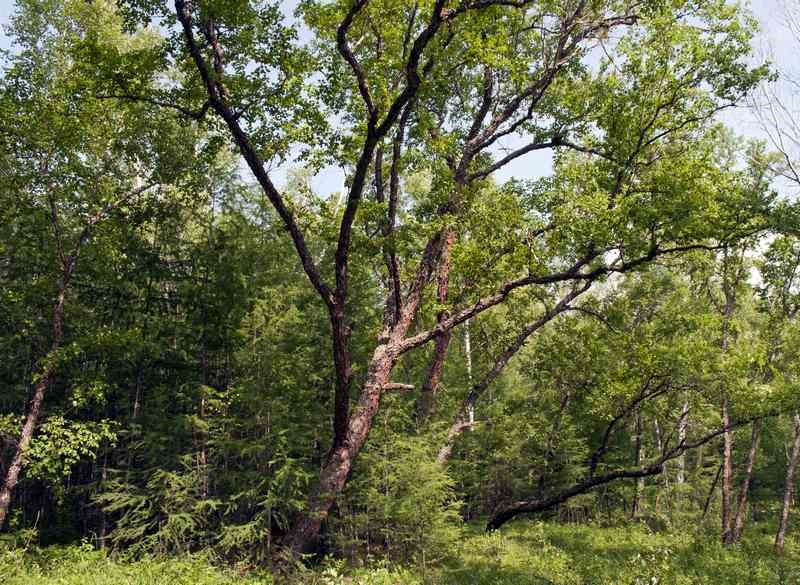 Береза даурская  (Betula davurica)