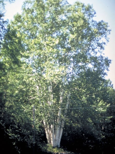 Береза тополелистная  (Betula populifolia)