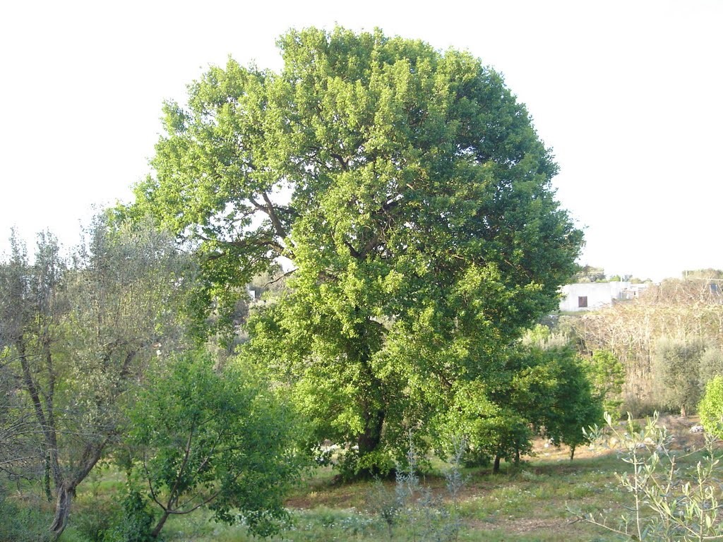 Дуб македонский  (Quercus trojana)