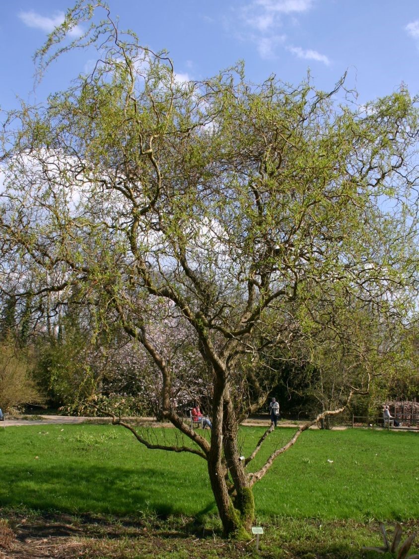 Ива Матсуды Тортуоза  (Salix Matsudana Tortuosa)
