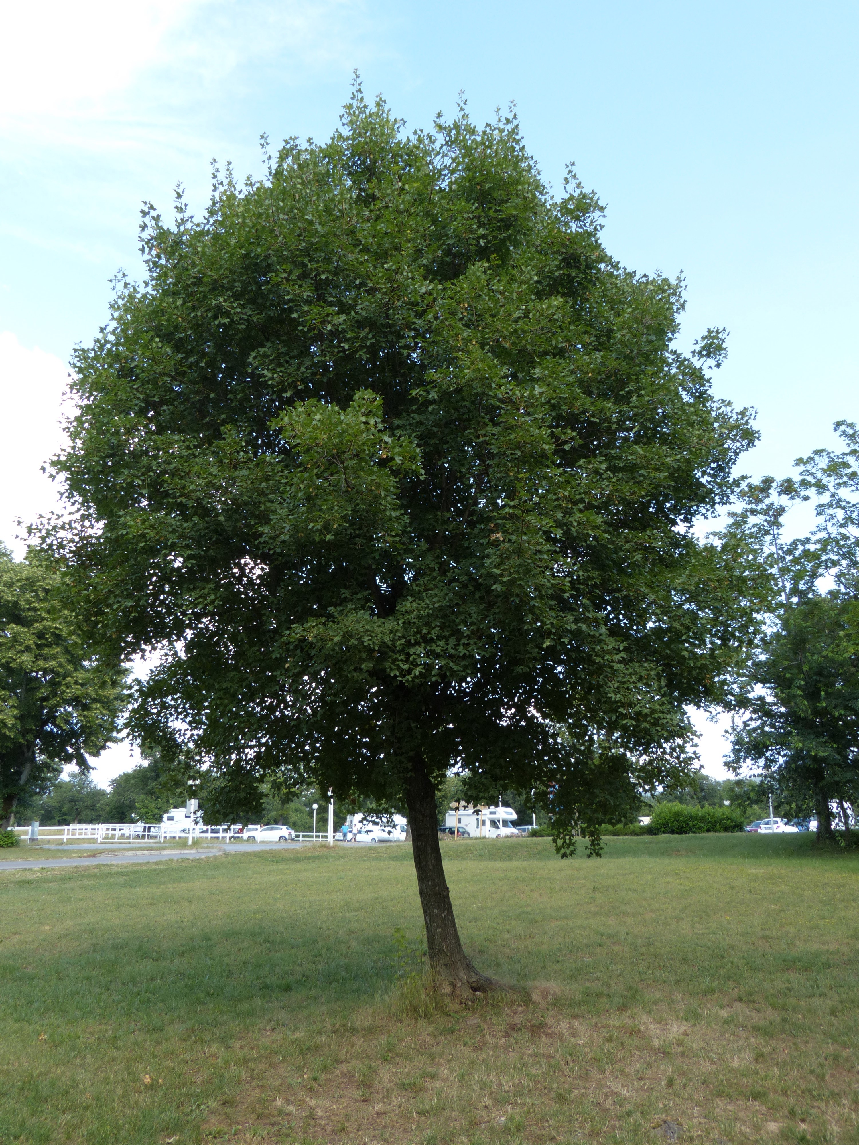 Клен монпелийский  (Acer monspessulanum)
