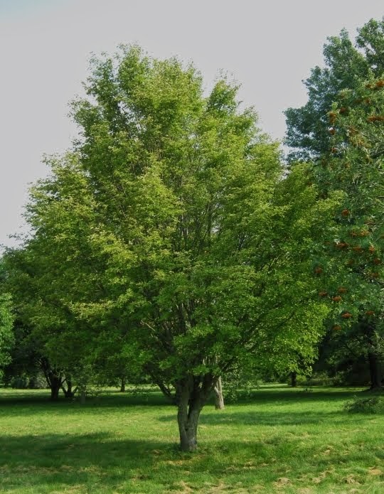 Рябина ольхолистная  (Sorbus alnifolia)