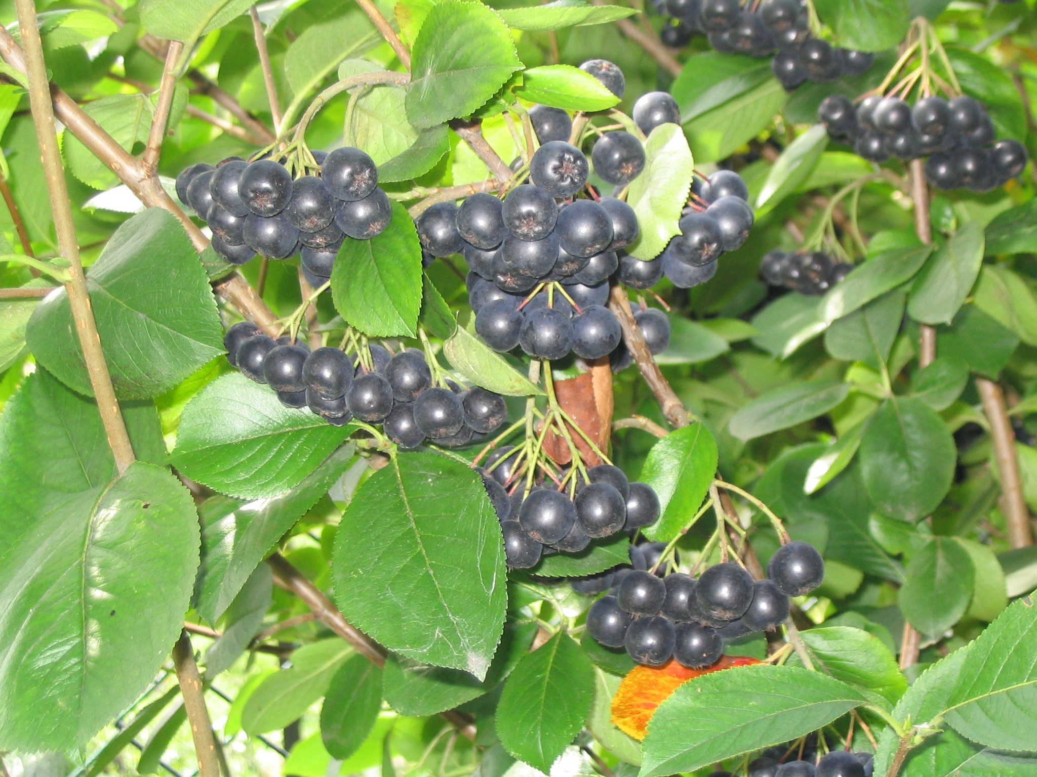 Арония черноплодная (Aronia melanocarpa)
