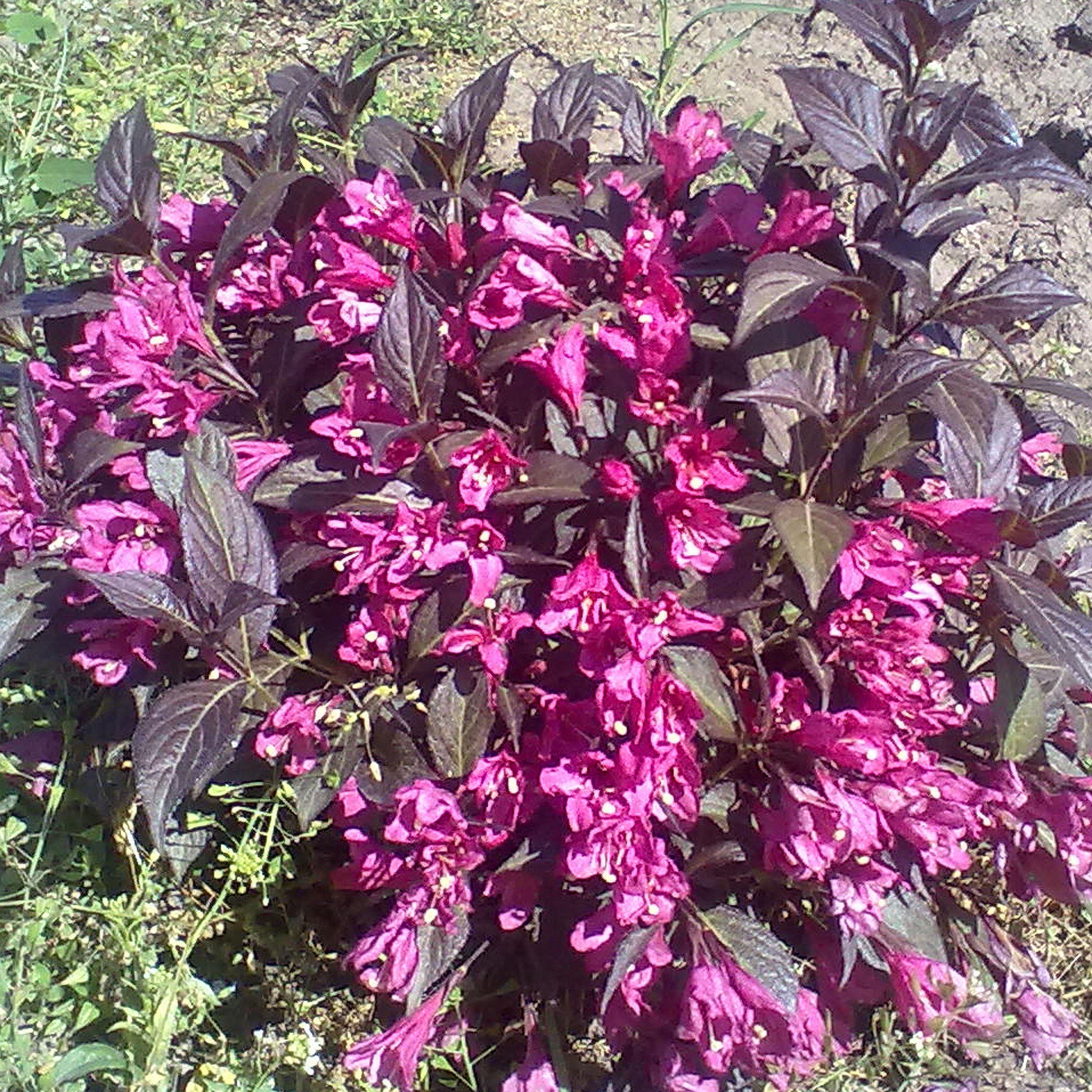 Вейгла цветущая Нана Пурпурея (Weigela florida Nana Purpurea)