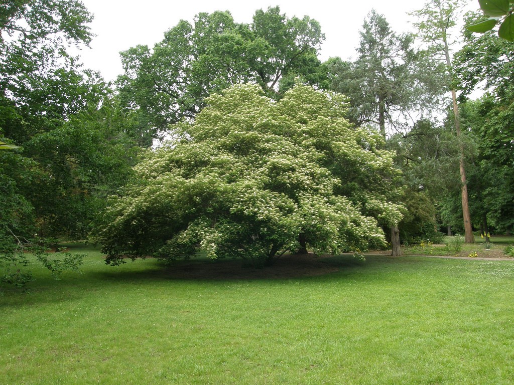 Дерен крупнолистный (Cornus macrophylla)