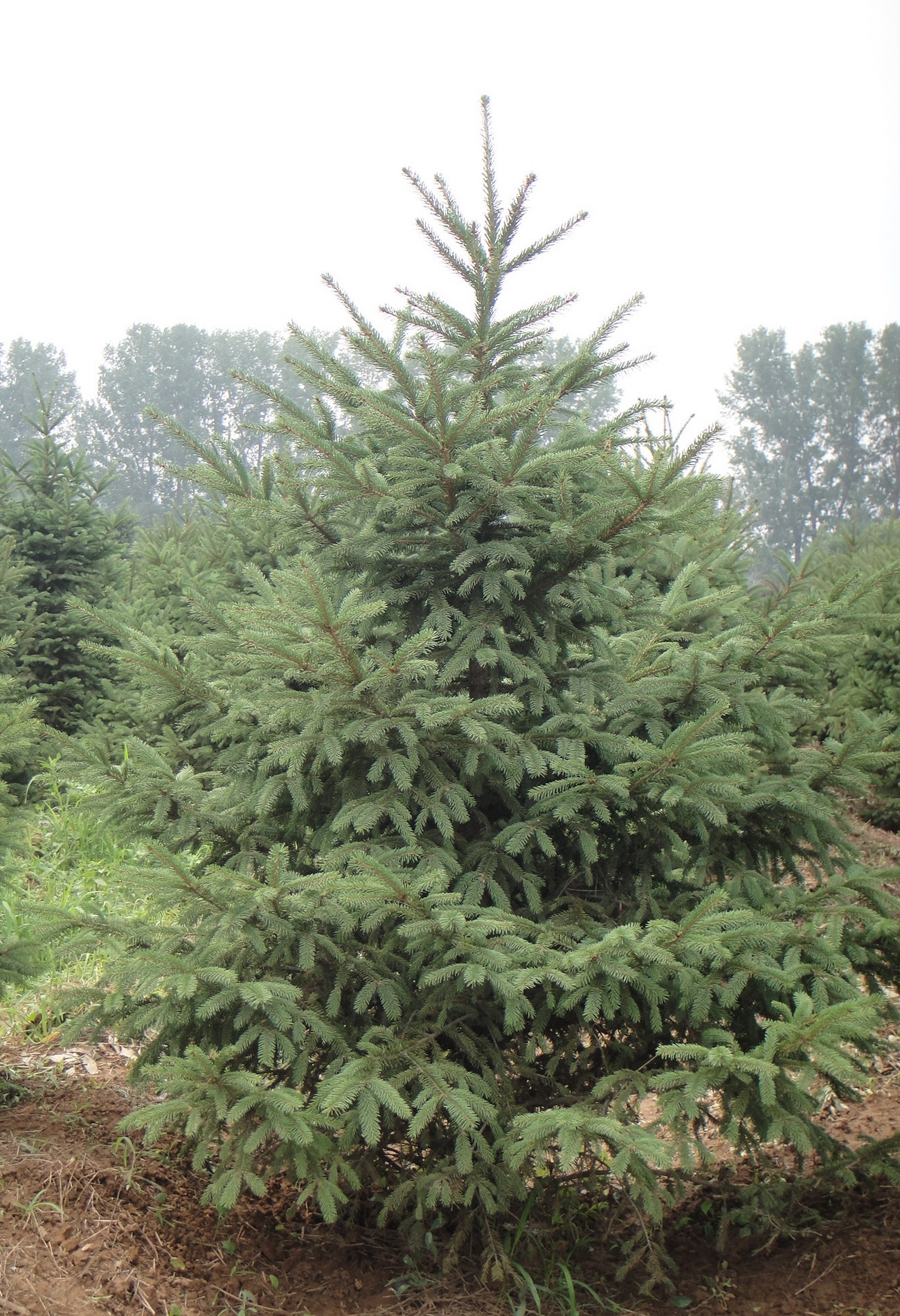 Ель Коаямы (Picea koyamai)