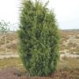 Можжевельник обыкновенный  (Juniperus communis)