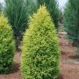 Можжевельник обыкновенный Голд Кон (Juniperus communis Gold Cone)