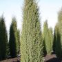 Можжевельник обыкновенный Хиберника (Juniperus communis Hibernica)