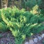 Можжевельник казацкий (Juniperus Sabina)