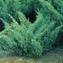 Можжевельник казацкий Блю Дануб (Juniperus sabina Blue Danube)
