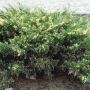 Можжевельник казацкий Вариегата (Juniperus sabina Variegata)