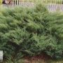 Можжевельник казацкий Мас (Juniperus sabina Mas)