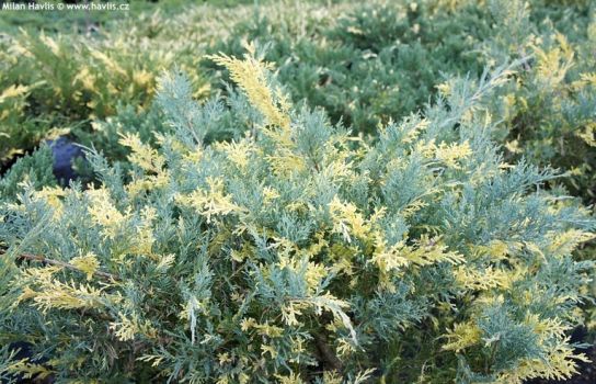 Можжевельник средний Блю-н-Голд (Juniperus x media Blue’n’Gold)