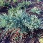 Можжевельник средний Пфитцериана Глаука (Juniperus x media Pfitzer. Glauca)