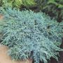 Можжевельник чешуйчатый Блю Карпет (Juniperus squamata Blue Carpet)