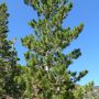 Сосна гибкая (Pinus flexilis)