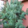 Сосна гималайская (Pinus griffiti (wallichiana))