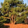 Сосна густоцветная (Pinus densiflora)