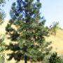 Сосна желтая (Pinus ponderosa)