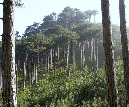 Сосна крымская (Pinus pallasiana)