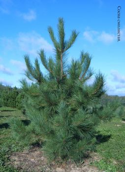 Сосна красная (Pinus resinosa)