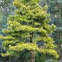 Сосна обыкновенная монгольская (Pinus sylvestris mongolica)