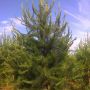 Сосна скрученная широколистная (Pinus contorta latifolia)