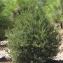 Сосна съедобная  (Pinus edulis)