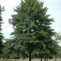 Дуб болотный  (Quercus palustris)