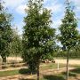 Дуб черепитчатый  (Quercus imbricata)