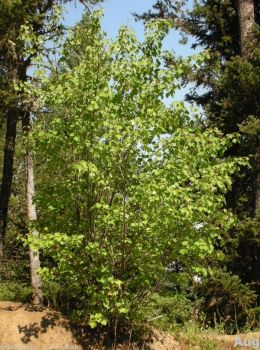 Клен голый Дугласа  (Acer glabrum Douglasii)