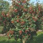 Рябина промежуточная (шведская)  (Sorbus intermedia)