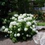 Гортензия древовидная Анабель (Hydrangea arborescens Annabelle)