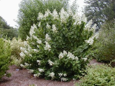 Гортензия метельчатая Тардива  (Hydrangea paniculata Tardiva)