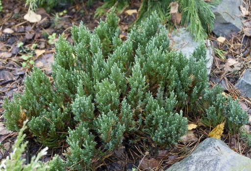 Можжевельник горизонтальный Блю Форест (Juniperus horizontalis Blue Forest)