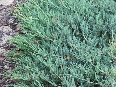 Можжевельник горизонтальный Дугласа (Juniperus horizontalis  Douglasii)
