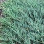 Можжевельник горизонтальный Дугласа (Juniperus horizontalis  Douglasii)