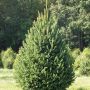 Ель канадская густая (Picea glauca Densata)