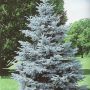 Ель колючая сизая (голубая) (Picea pungens Glauca)