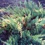 Можжевельник горизонтальный Вариегата (Juniperus horizontalis Variegata)